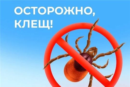 Внимание, клещи! Правила безопасности на природе