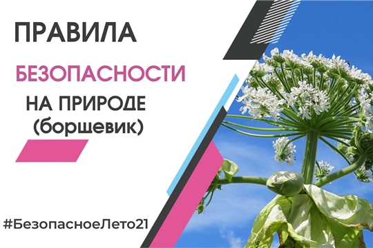 Напоминание об опасности борщевика и правилах защиты от ожогов