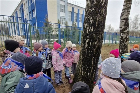 11 апреля -  День берёзы
