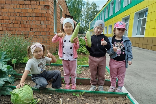 Дошкольники собрали урожай с огорода: кабачки и капуста — результат дружного труда!