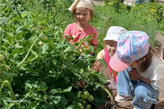 Исследовательский праздник на грядках