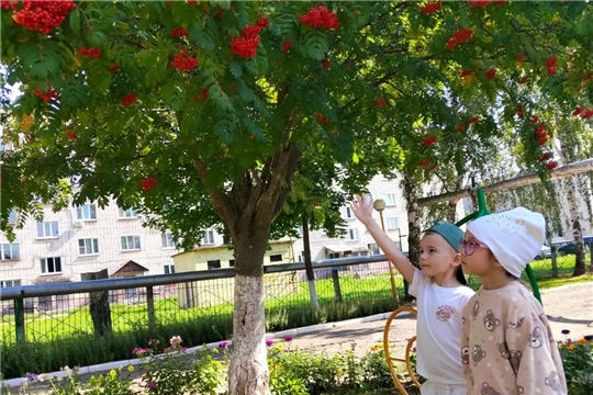 Рябиновый дозор или секреты дерева-доктора!