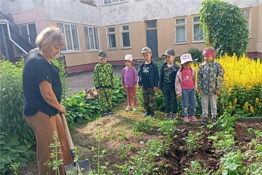 "Наблюдение за ростом картофеля"
