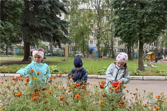 Сбор семян бархатцев