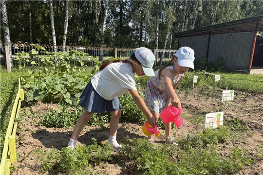 Огород в детском саду