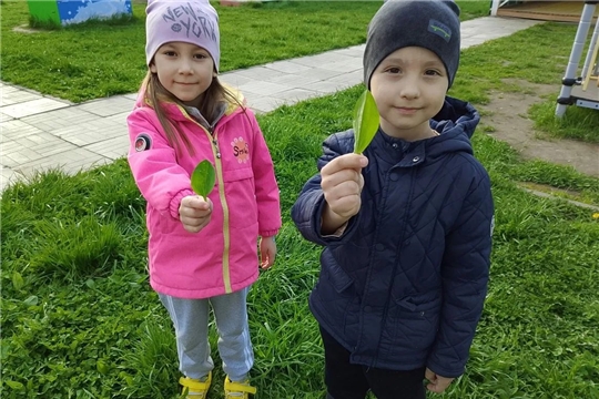 «Наблюдение за подорожником»