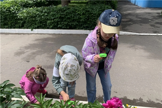 Откуда произошло название "насекомые"?