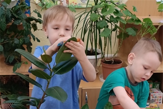 Труд в уголке природы