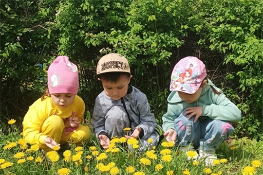 Наблюдение за одуванчиком