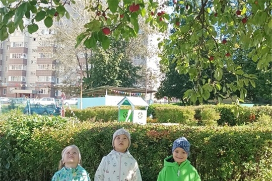 Наблюдение за яблоней