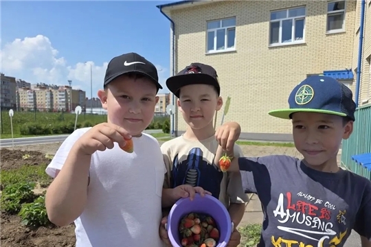 Урожай клубники