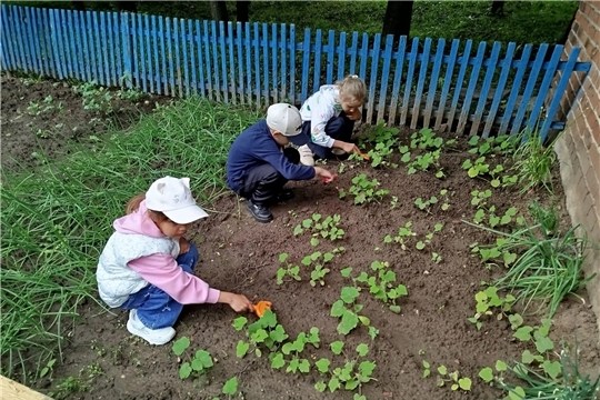 Трудимся на огороде