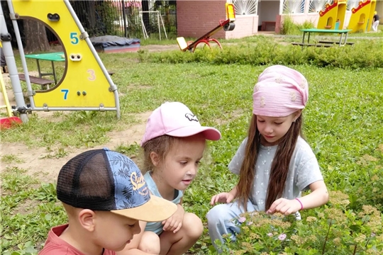 Летние наблюдения за цветущими растениями в детском саду