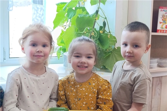 Урожай с подоконника: наши огурчики!