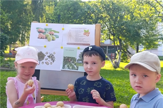 Грецкие орехи — полезный во всех отношениях продукт. 