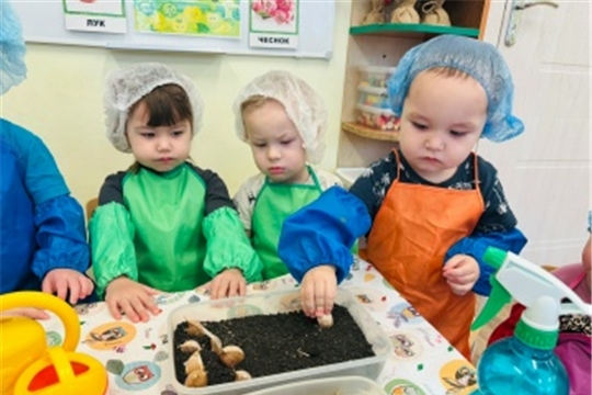 Мы сажаем лук и чеснок