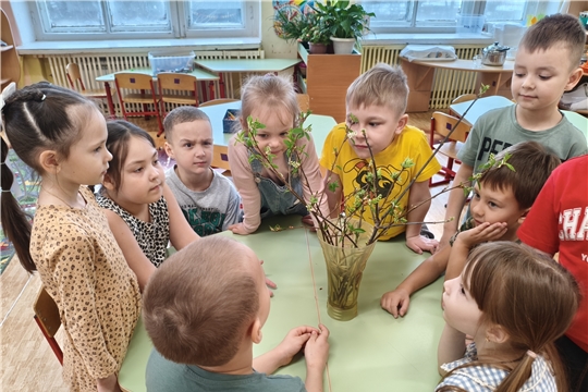 Наблюдение за ветками черемухи