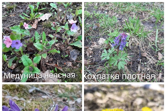 Акция в поддержку первых весенних цветов #НЕСОРВАННЫЙБУКЕТ21 