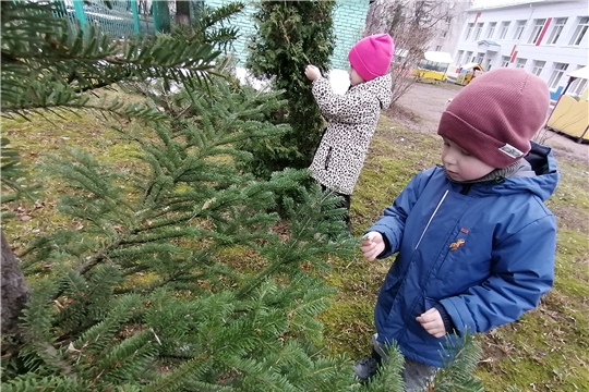 Наблюдение за деревьями и кустарниками.