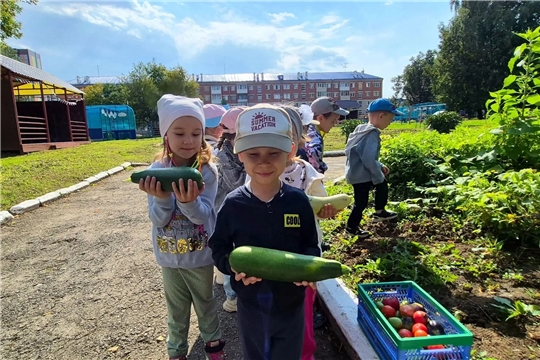 Малыши-садоводы собирают щедрый урожай. 