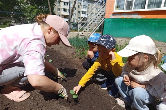 Капустные грядки.