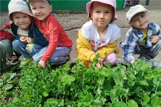 Маленькие агрономы провели плановый осмотр грядок.