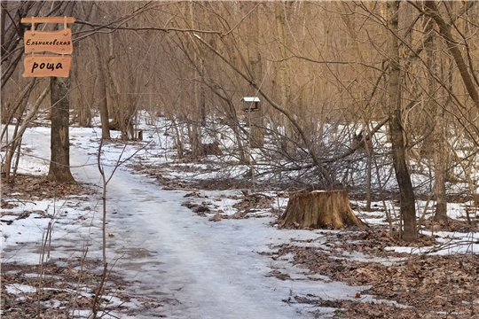 Весна в роще