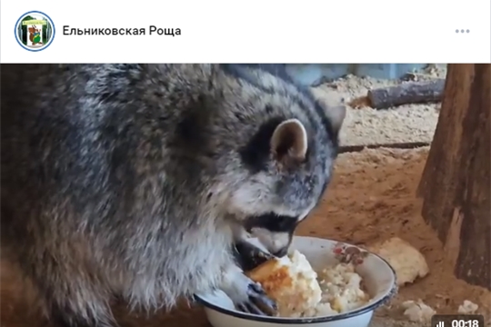 У Жорика — соседка! Встречайте Жозефину