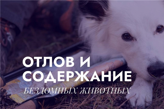 Ищем подрядчика для отлова и содержания безнадзорных животных в Чебоксарах
