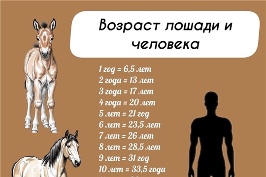 Возраст лошади и человека
