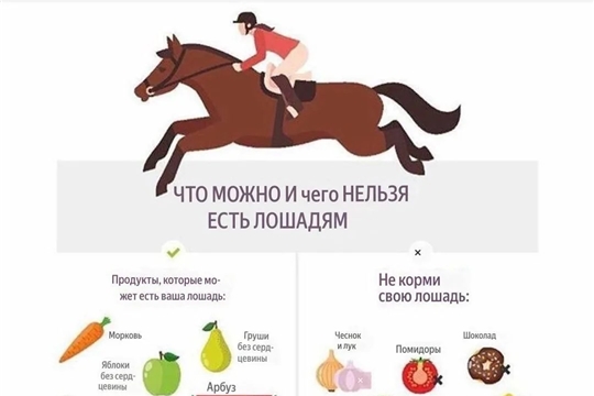 Рубрика «здоровое питание для лошадей»