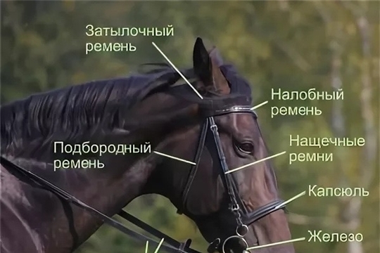 Рубрика «Амуниция лошади» Тема: ПОЛНЫЙ РАЗБОР УЗДЕЧКИ