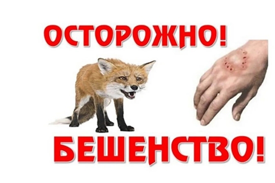 Бешенства можно избежать