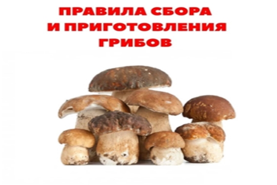 Правила сбора и приготовления грибов