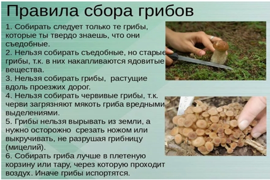 Правила сбора грибов