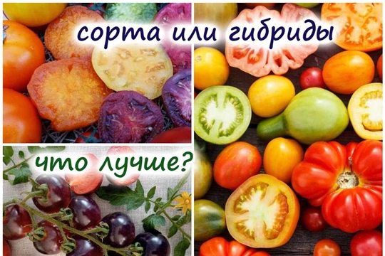 Что лучше сорт или гибрид?