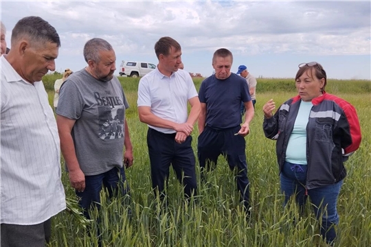 Оценка весенне-полевых работ в Красноармейском муниципальном округе
