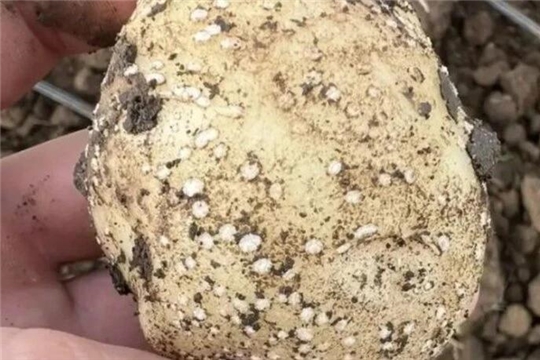Белые точки на молодой картошке: паниковать или нет?