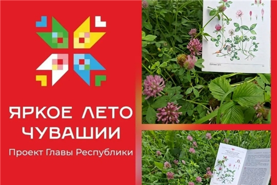 Солнечный библиодрайв «Чтение под открытым небом» в рамках проекта Главы Чувашской Республики Олега Николаева «Яркое лето Чувашии» (Бичурга-Баишевская с/б)