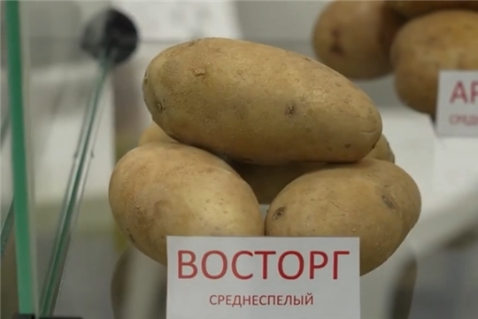 Продегустировать, купить семена и обсудить перспективы: выставка «Картофель - 2026» собрала тех, кто выращивает второй хлеб и выводит новые сорта.