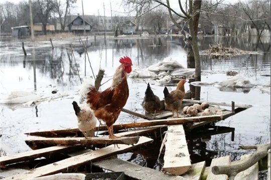 Арман пĕви юхса кайнă, арманçи йĕрсе юлнă...