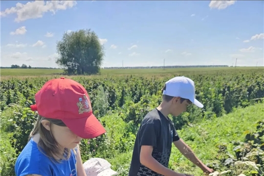 «Эй, хурлăхан, шутсăрах сĕтеклĕ хурлăхан...»