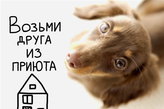 От личного примера — к общему делу: как подарить животному дом