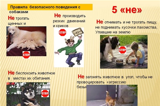 Что рассказать ребенку о бродячих собаках?
