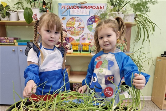 Зеленый и полезный лучок 