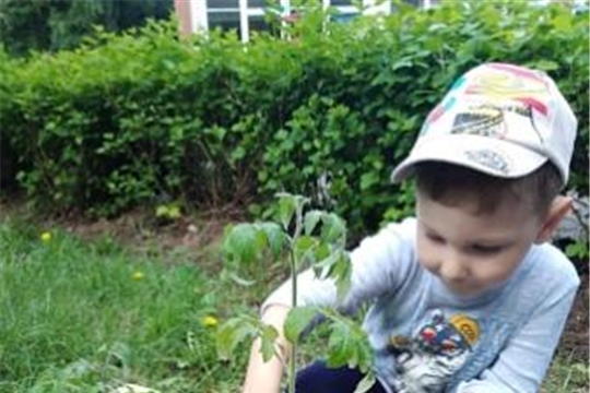 Воспитанники младшей группы  посадили урожай 