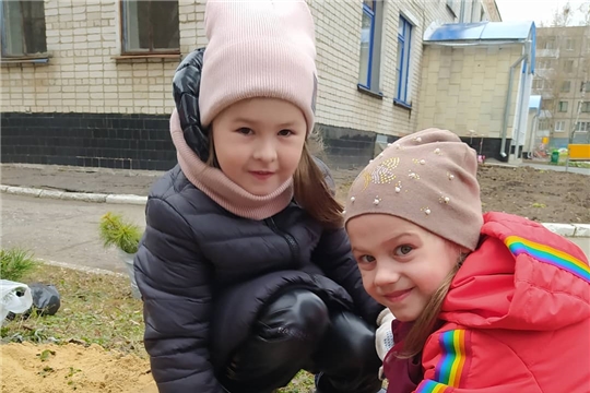 Посадка кедровых саженцев