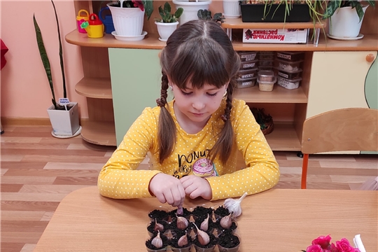 Полезные свойства лука и чеснока.