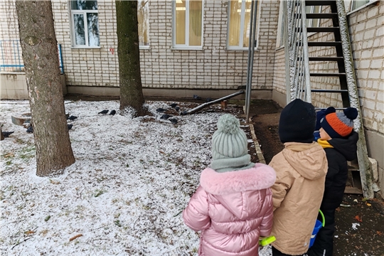 Наблюдение за голубями