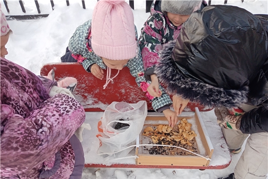 Помощь птицам зимой